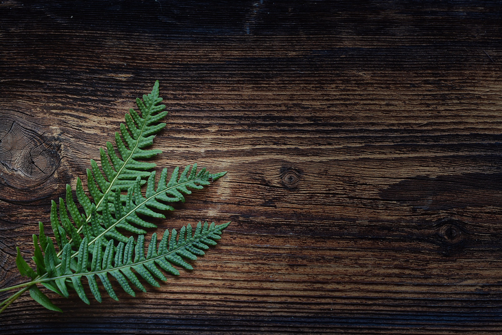 Fern Leaves on Wooden Background